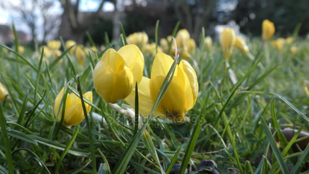 Bellissimi fiori gialli. — Video Stock