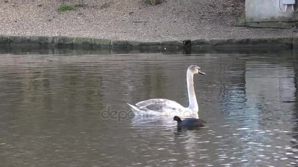 Krásná labuť na jezeře.
