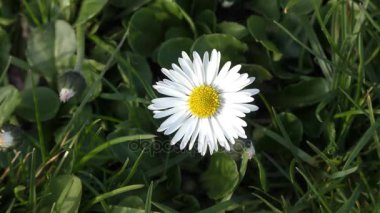 Bahar. Güzel bir beyaz çiçek.