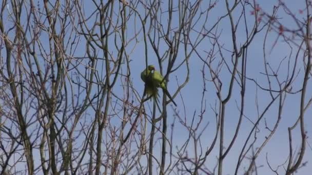 Loros - periquitos en una rama de árbol . — Vídeos de Stock