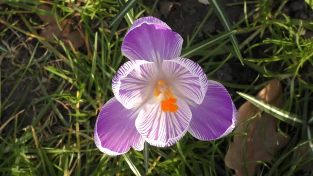 春。美しい紫の花. — ストック動画