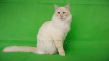 Ragdoll beyaz ve tüylü bir kedi. Yeşil arkaplan.