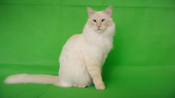 Ragdoll beyaz ve tüylü bir kedi. Yeşil arkaplan. — Stok video