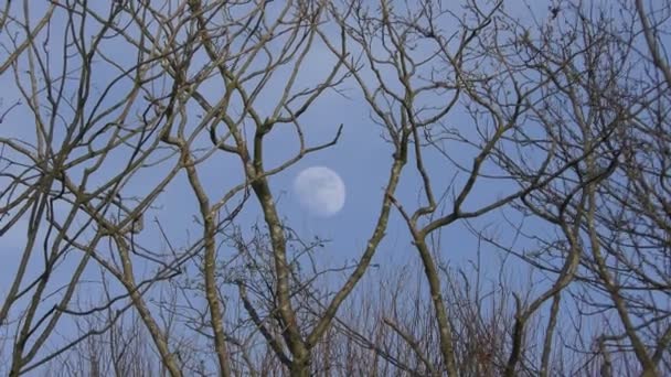Πανσέληνος στον ουρανό. Φεγγάρι μεταξύ τα κλαδιά των δέντρων. Της ημέρας. — Αρχείο Βίντεο