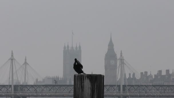 Black cormorant in the background of the Big Ben tower. — Stock Video