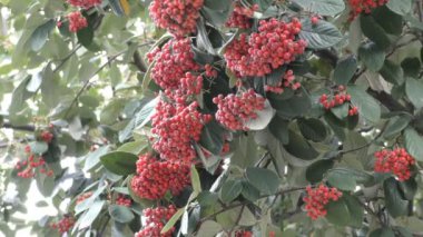 Bahar. Vahşi kırmızı meyveler dal.