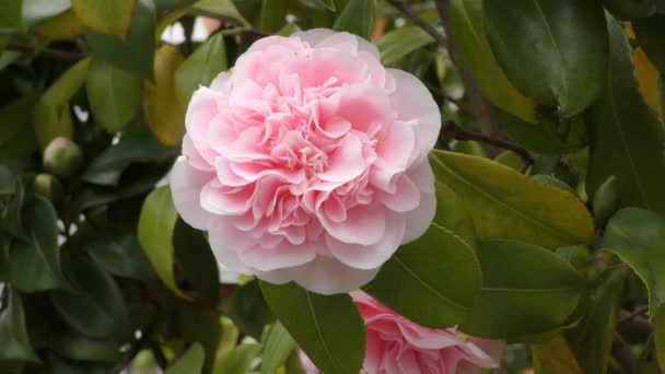 Την άνοιξη. Ροζ λουλούδι σε ένα υποκατά. — Αρχείο Βίντεο