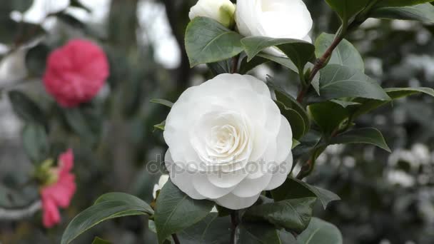 Le printemps. bourgeons blancs sur les arbres . — Video