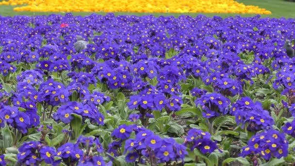 Primavera. Palomas en el campo de las hermosas flores . — Vídeo de stock