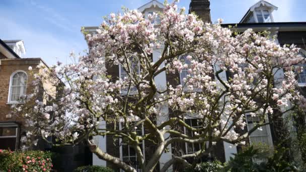 Primavera. Magnolia floreciente frente a la casa . — Vídeos de Stock