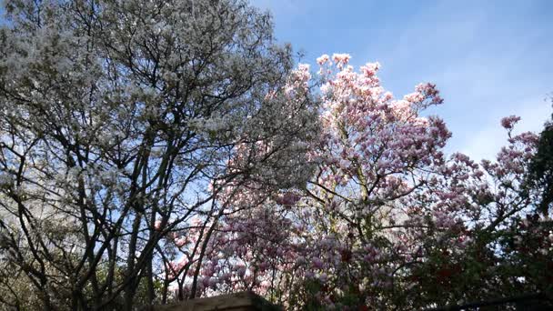 Magnolia y un árbol con flores blancas . — Vídeos de Stock