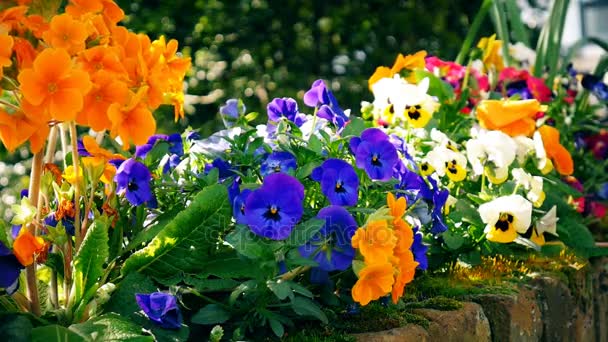 Gekleurde huis tuin bloemen. — Stockvideo