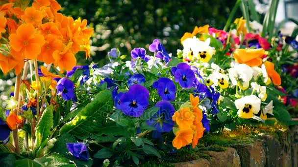 Fiori da giardino colorati . — Video Stock