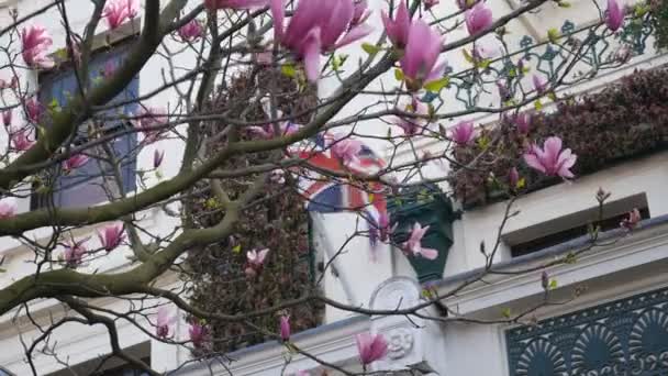 Frühling. blühende Magnolie und die britische Flagge. — Stockvideo