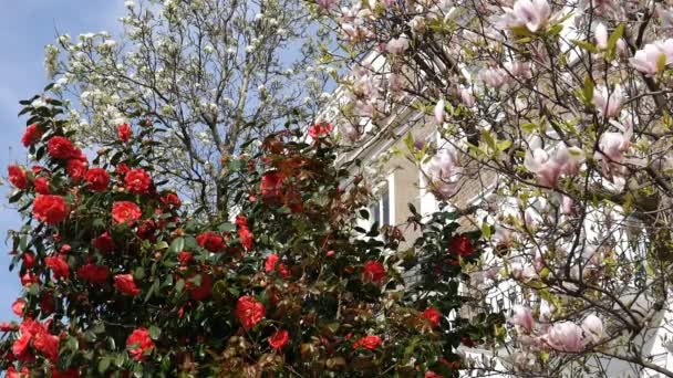 Spring. Magnolia and red flowers. — Stock Video