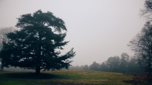 Foggy morning. Green field and forest. — Stock Video