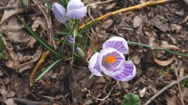 Primavera. Bellissimi fiori bianchi e viola . — Video Stock