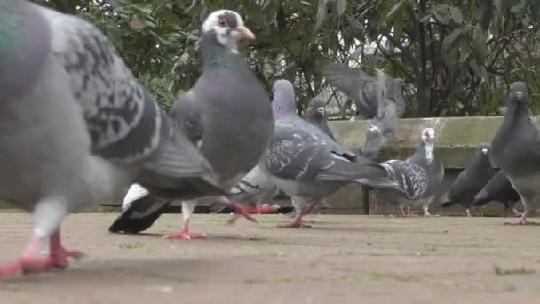 Стая голубей на тротуаре . — стоковое видео