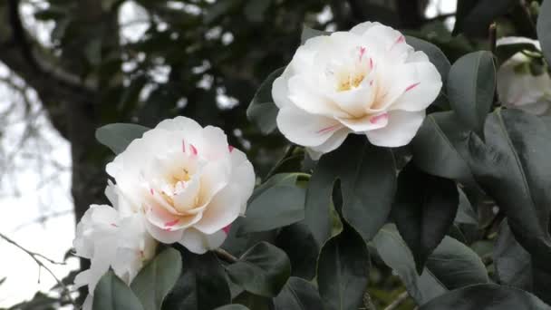 春天。美丽的白色鲜花，在树枝上. — 图库视频影像