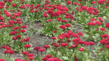 Bahçe güzel kırmızı çiçek.