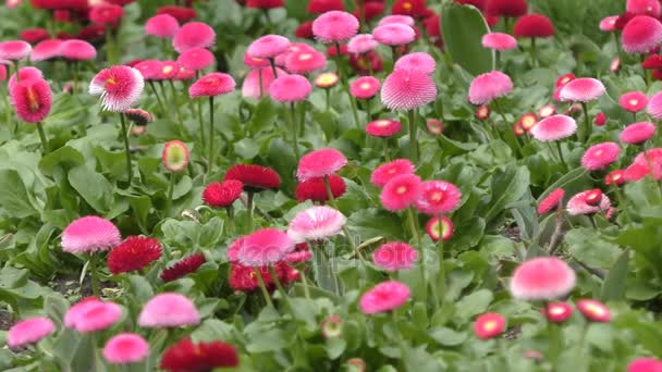 Tuin met mooie rode en roze bloemen. — Stockvideo