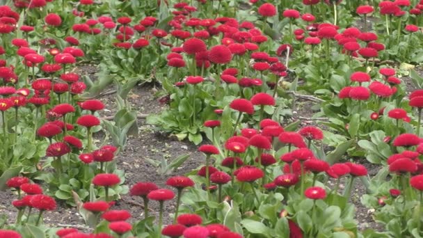 Κήπο με όμορφα κόκκινα λουλούδια. — Αρχείο Βίντεο