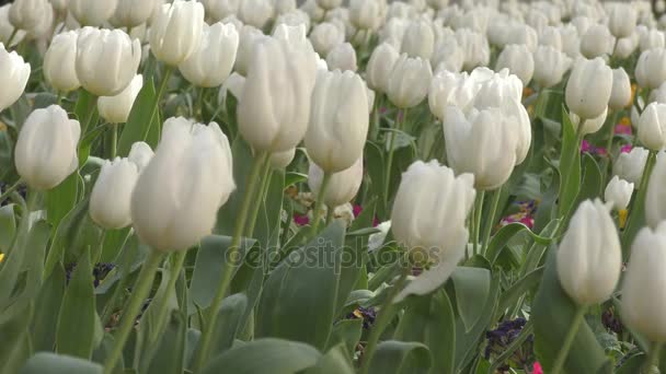 Spring white flowers in the garden. — Stock Video