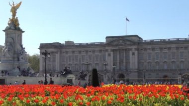 Buckingham Sarayı önünde güzel çiçekler.