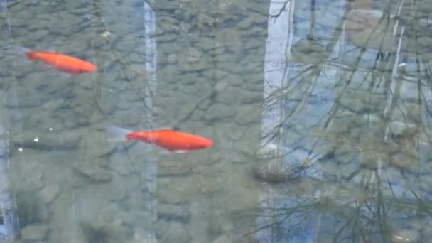 Estanque de la ciudad con peces . — Vídeos de Stock