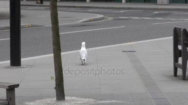 Martı sokak şehir yürüyüş.