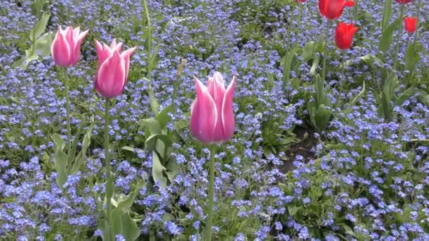 Lente. Roze en rode bloemen. — Stockvideo