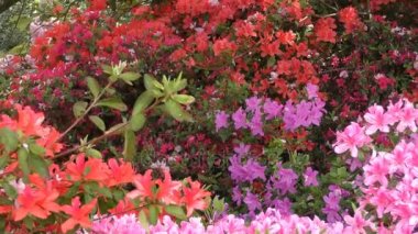 Bahar. Çalılıkların üzerinde renkli çiçekler.