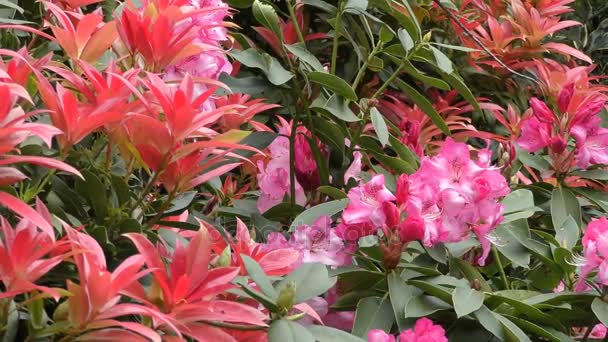 Våren. Röda blad och rosa knoppar på grenar. — Stockvideo