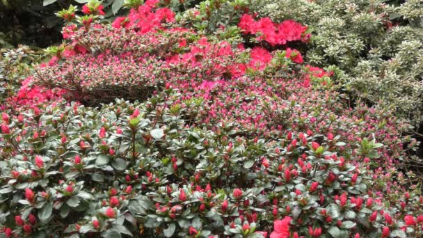 Primavera. Un arbusto con flores rojas . — Vídeo de stock