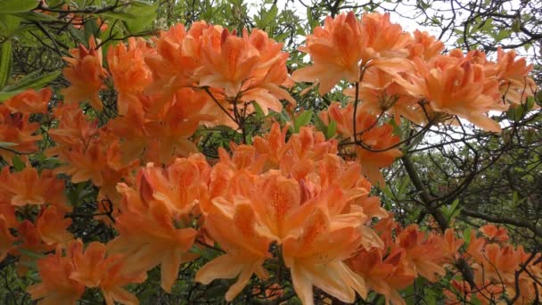 Le printemps. bourgeons orange sur les branches . — Video