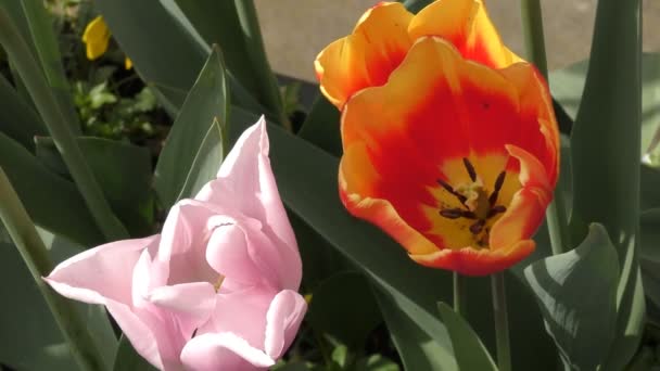 春。ピンクと赤の芽. — ストック動画