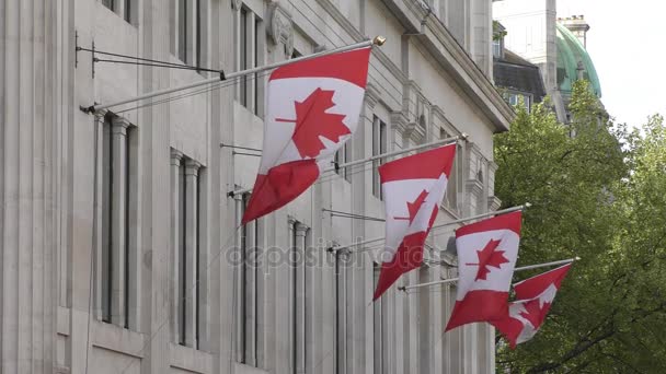 Flags of Canada. — Stock Video