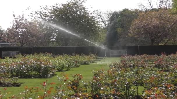 Irrigation dans le jardin . — Video