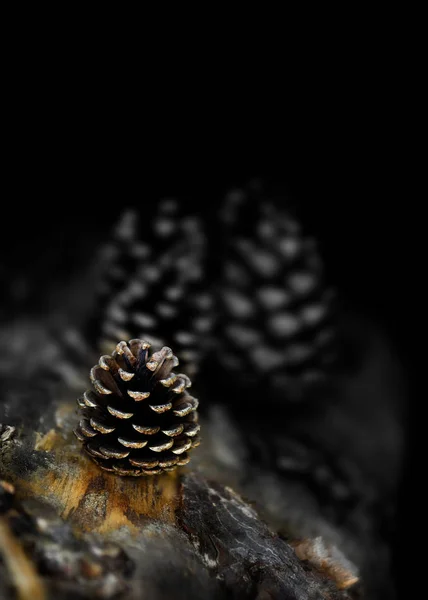 Christmas Fir Cones — Stock Photo, Image