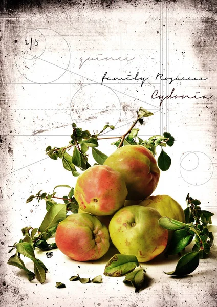 グランジ マルメロの果実 — ストック写真