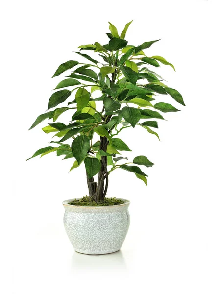 Miniature Artificial Tree — Stock Photo, Image