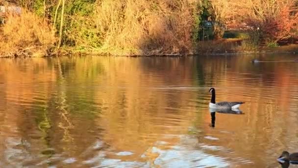 Kaczek na jeziorze Bois De Boulogne w Paryżu, grudzień — Wideo stockowe