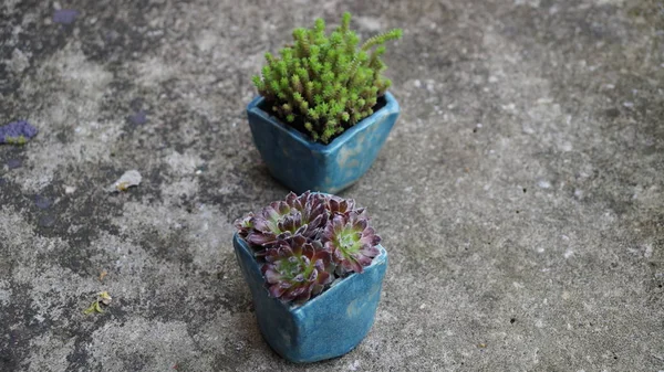 Succulents   in pots — Stock Photo, Image