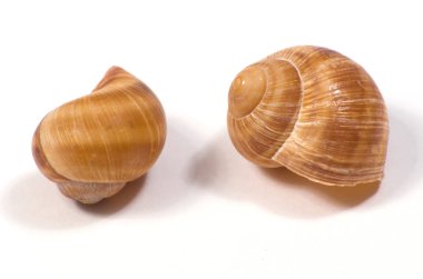 Salyangoz kabukları beyaz arkaplanda makro çekimi kapatır