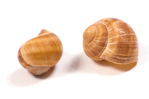 Snail Shells Close Macro Shot White Background — Stock Photo, Image