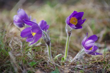 Uyuyan çim damlaları ilkbahar güneşi büyük çayırlık ilk çiçekler yaz Pasque çiçeği Pulsatilla Ranunculaceae ailesinin patentini alır