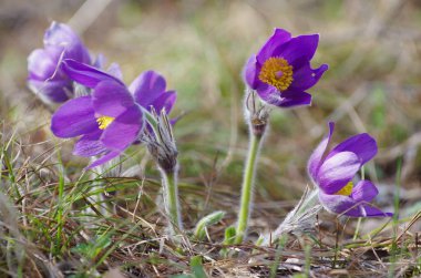 Uyuyan çim damlaları ilkbahar güneşi büyük çayırlık ilk çiçekler yaz Pasque çiçeği Pulsatilla Ranunculaceae ailesinin patentini alır