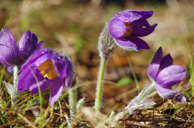 Uyuyan çim damlaları ilkbahar güneşi büyük çayırlık ilk çiçekler yaz Pasque çiçeği Pulsatilla Ranunculaceae ailesinin patentini alır