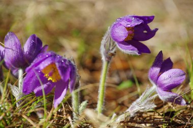 Uyuyan çim damlaları ilkbahar güneşi büyük çayırlık ilk çiçekler yaz Pasque çiçeği Pulsatilla Ranunculaceae ailesinin patentini alır
