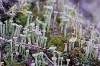 Lihens yosunlu makro fotoğrafçılığın hazine cinsi. Ormanda yaz ormanı çöplüğü.